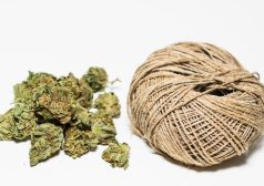 marijuana vs hemp